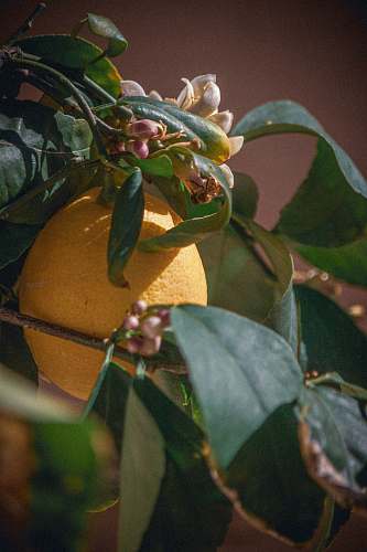 citrus fruit yellow lemon fruit with green leaves grapefruit